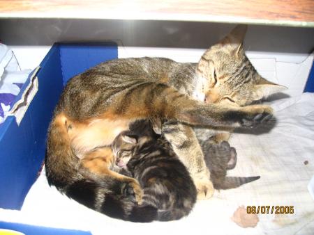 trop mimi
